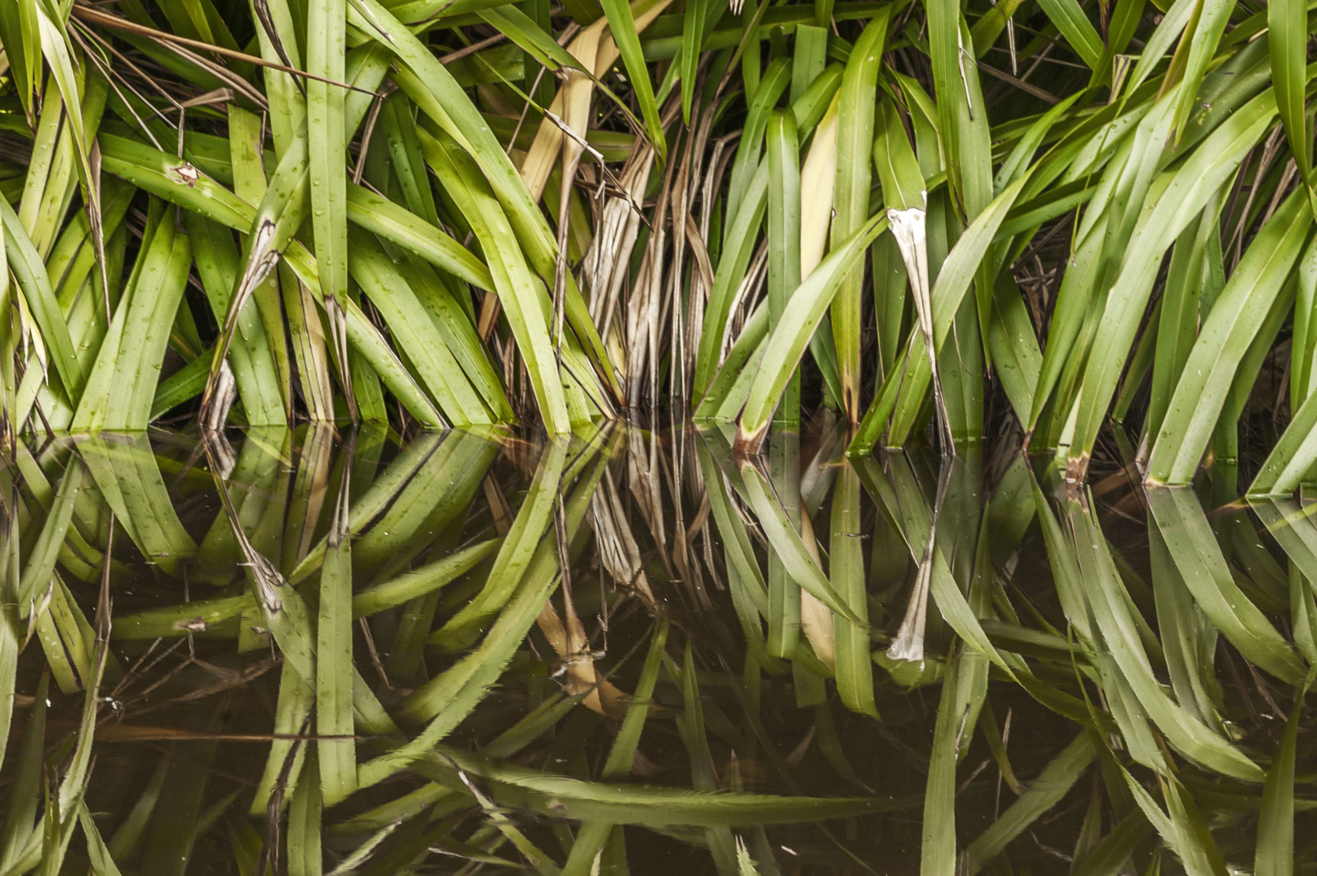 Drought, bushfire & flood: now is the time to reimagine your garden | Drought Resistant Landscapes