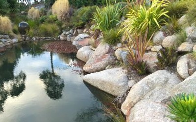 a swim pond ready for enjoyment