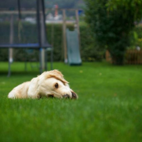 lawn-care a dog on a blue mountains lawn cared for by Now & Zen