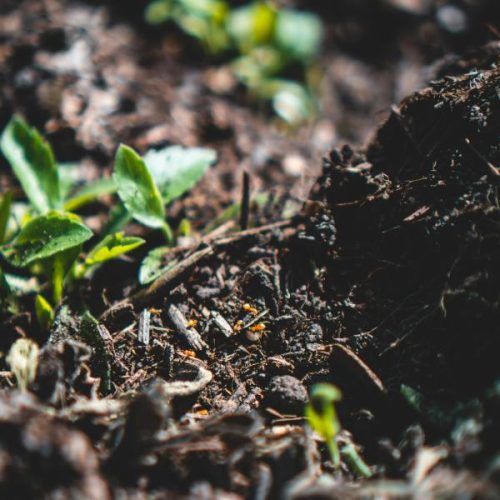 soil close up of soil in a garden